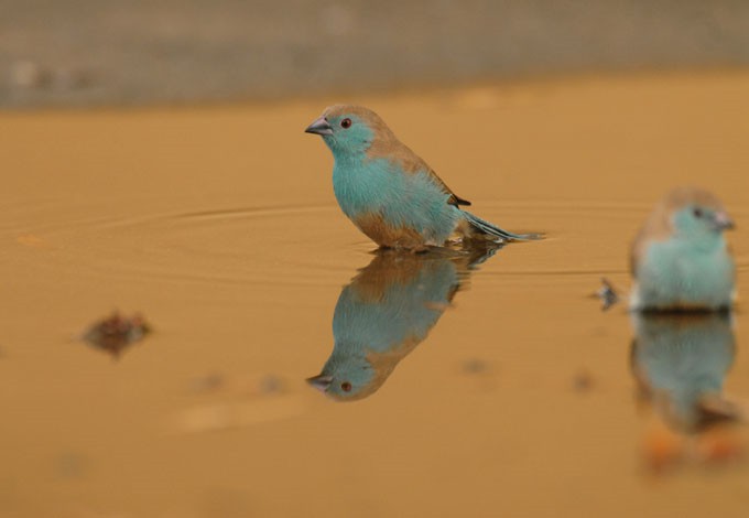 Kiaat Hospital Gallery Abundant Birdlife on Site